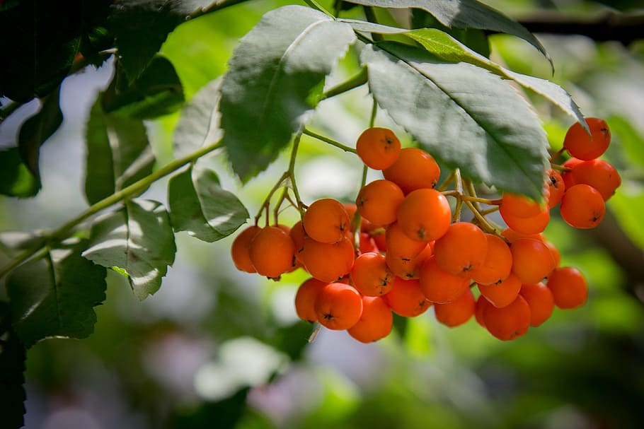rowan, branch, berry, fruit, healthy eating, food, growth, food and drink HD wallpaper