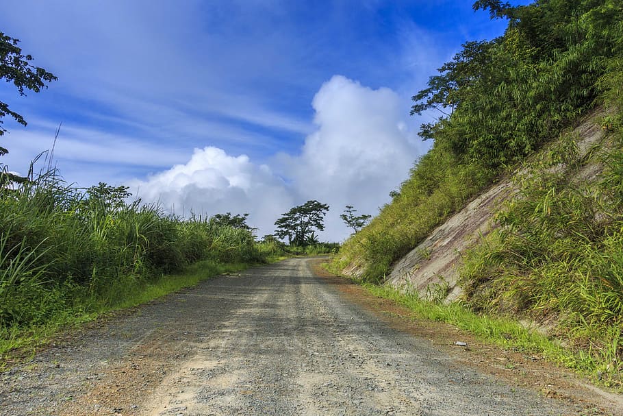 path, cloud, tree, landscape, environment, tourism, scene, plant HD wallpaper
