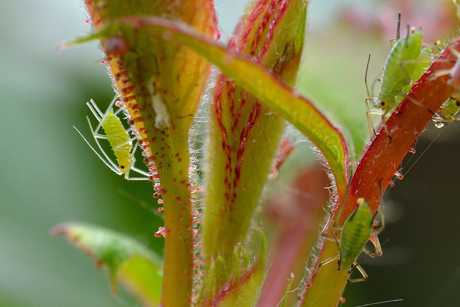 Rose, Aphids, Louse, Lice, large rose aphids, infestation, pests, HD wallpaper