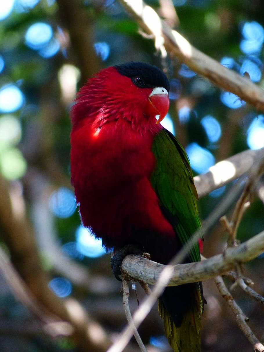 lory, parrot, lori, bird, colorful, red, green, schwazr, lorius lory HD wallpaper