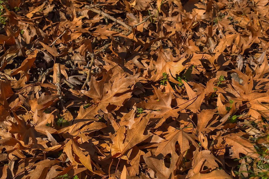 leaf, dry, nature, fall, wood, plant part, autumn, backgrounds HD wallpaper