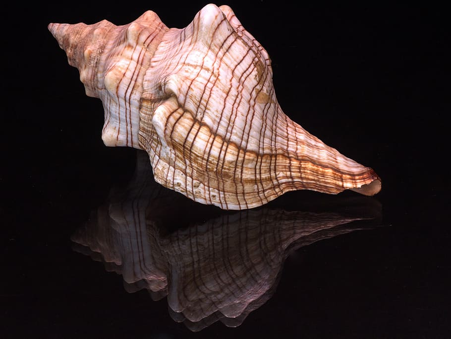 white and brown seashell, still life, glass reflection, macro HD wallpaper