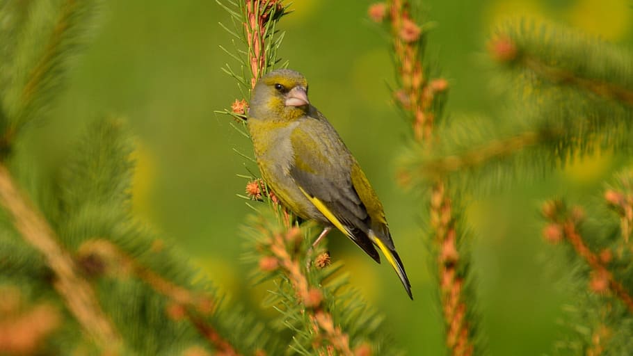 bird, spruce, poland, animal, animal themes, animal wildlife HD wallpaper