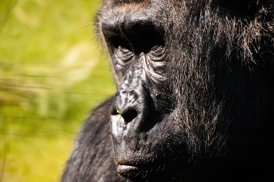 gorilla, animals, nature, animal themes, mammal, animal wildlife HD wallpaper