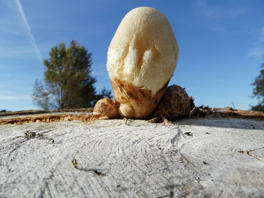 fungus, trunk, fall, no people, sky, day, nature, close-up HD wallpaper