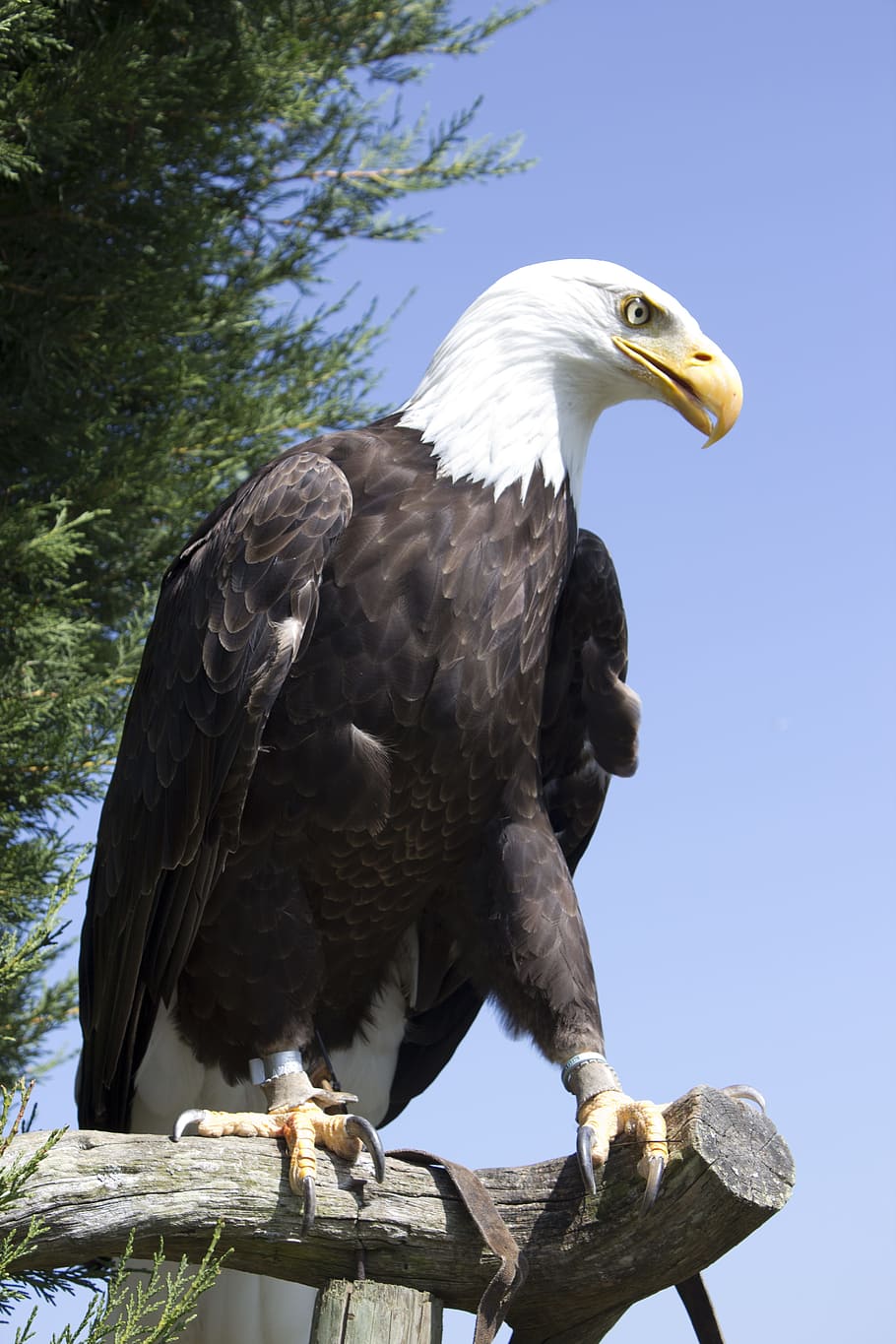 Bird, Eagle, Prey, Feather, Nature, wildlife, hawk, bald Eagle HD wallpaper