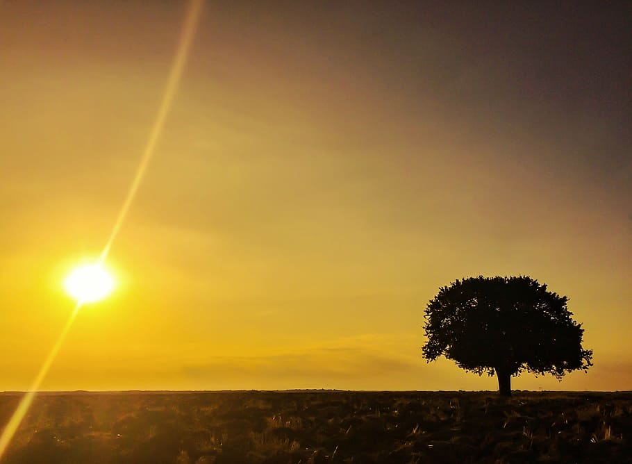 sun, nature, sunset, tree, sky, beauty in nature, scenics - nature HD wallpaper