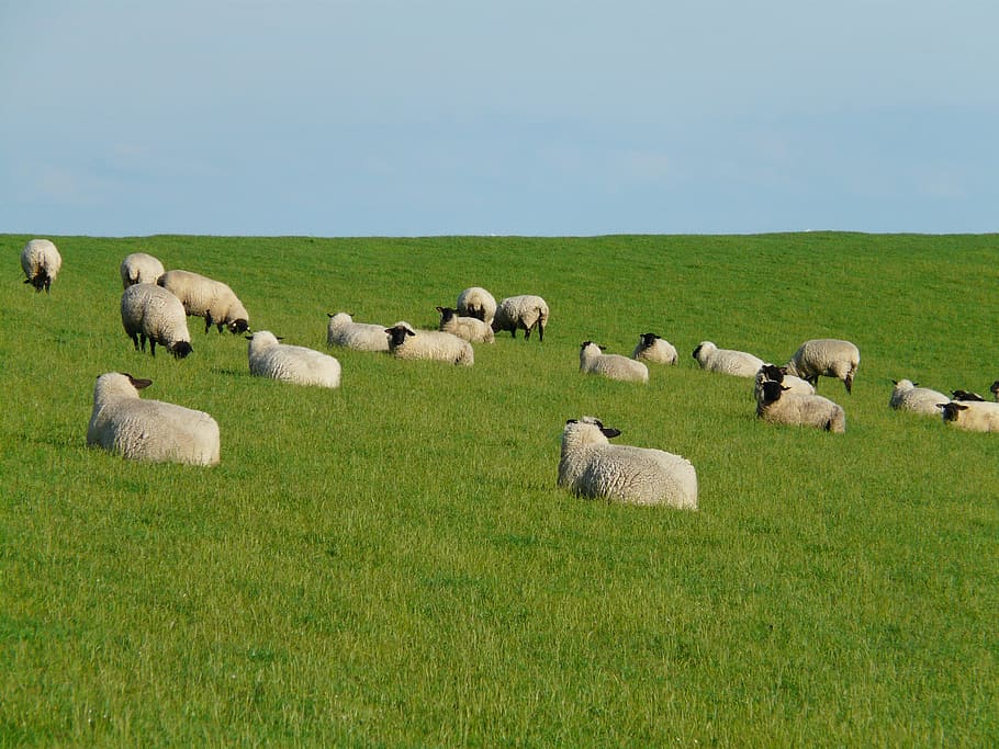 Flock, Sheep, Group, Rest, flock of sheep, concerns, graze