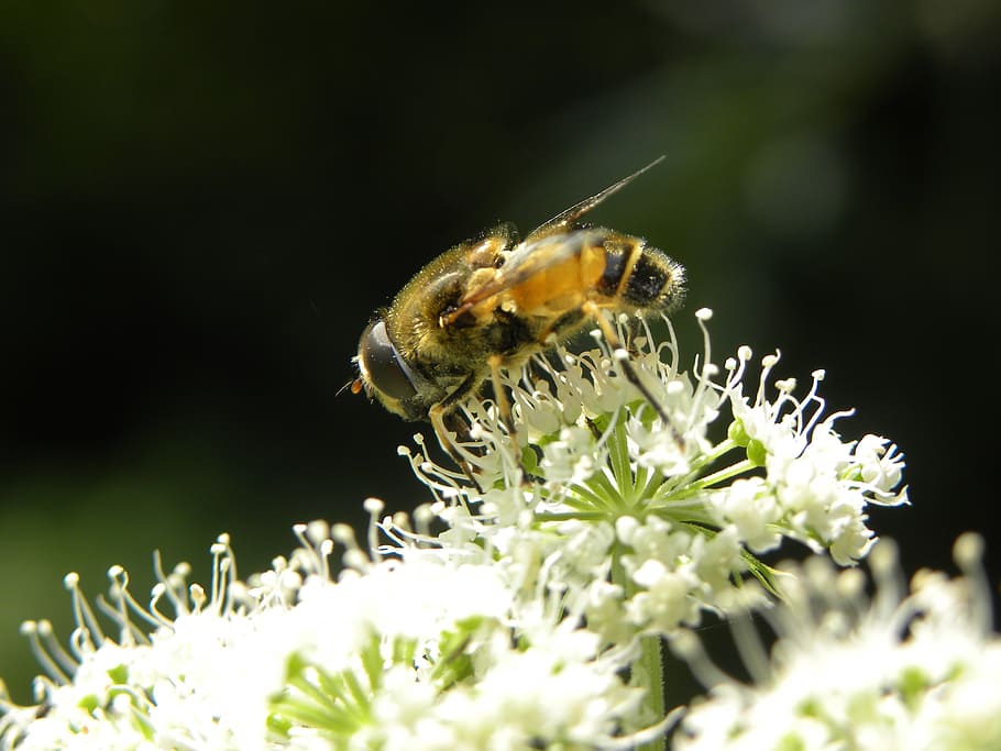 bee, nature, bug, bees, close up, honey, flowers, insects, animal themes HD wallpaper