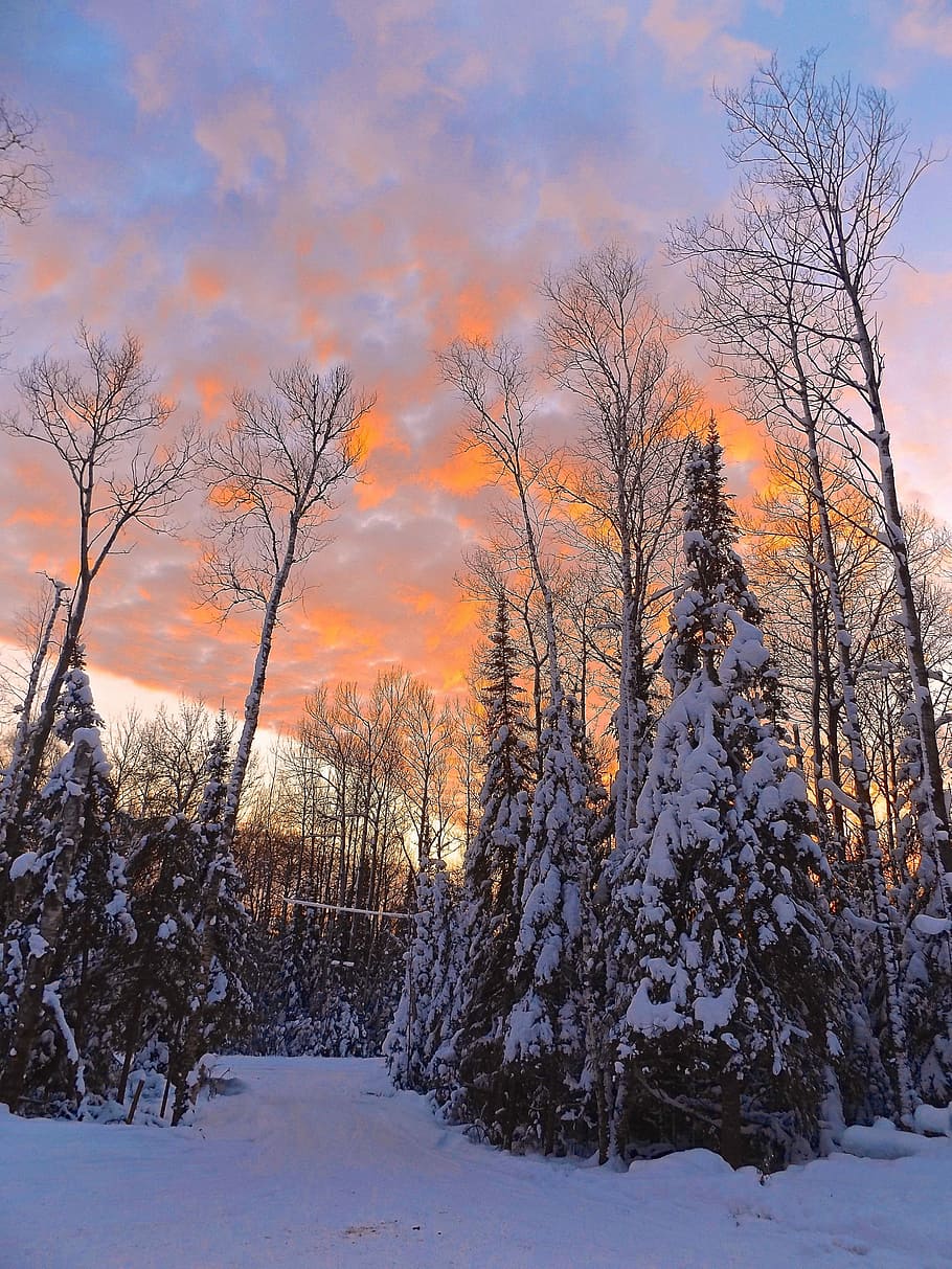 Winter, Sunset, Landscape, Snow, Nature, forest, cold, winter landscape HD wallpaper