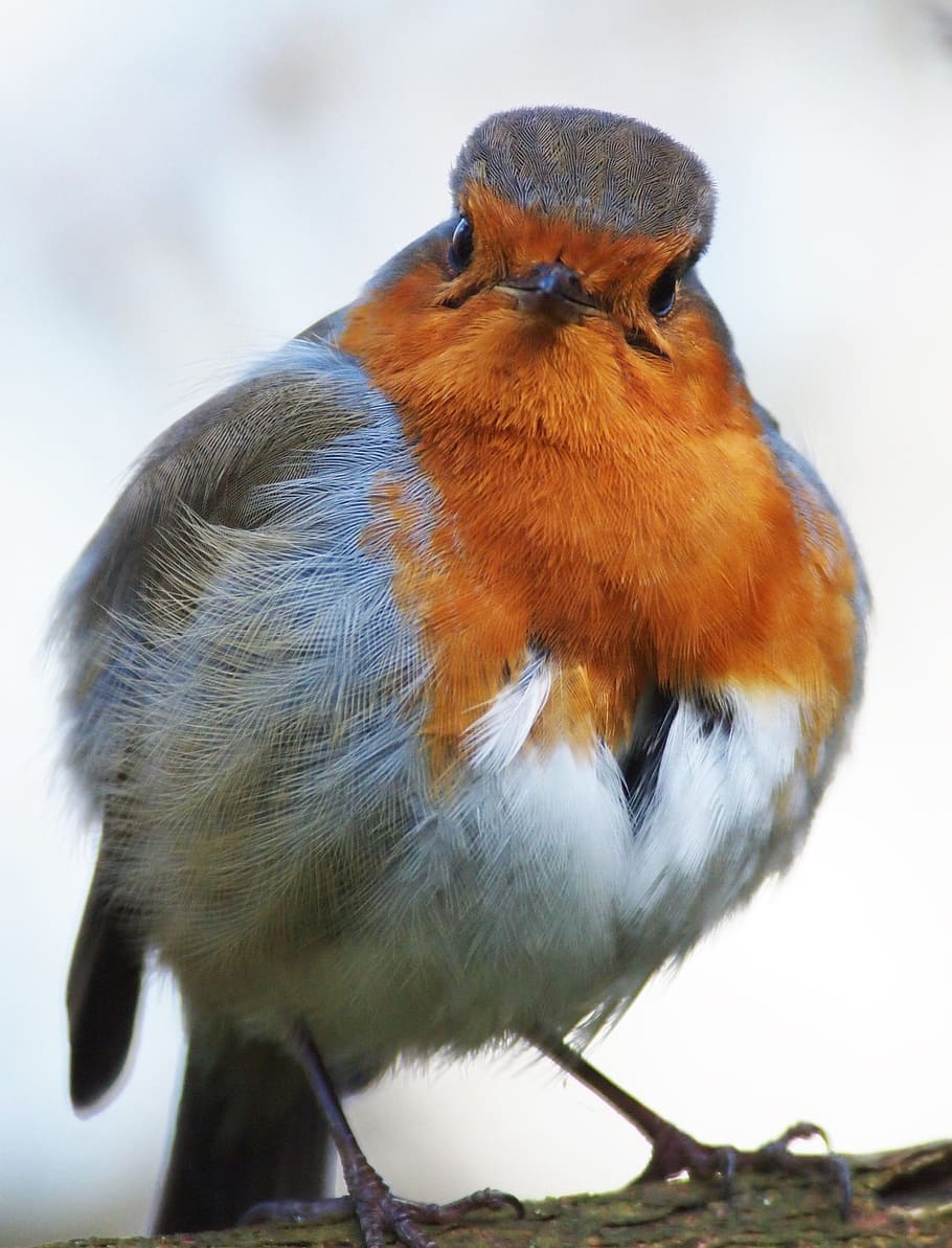 brown and white bird on tree branch, robin, grumpy, fluffed HD wallpaper