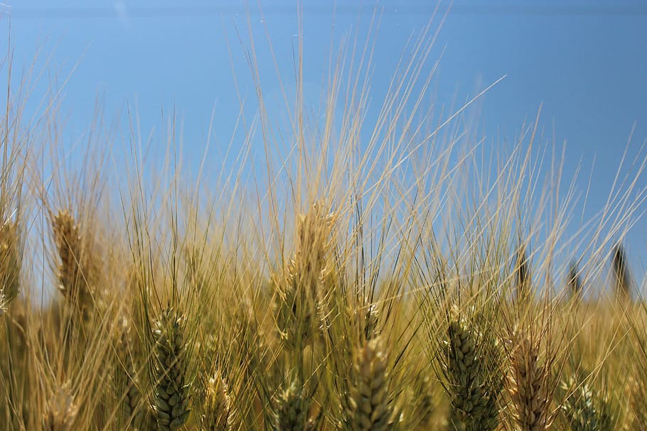 Ears, Wheat, Sky, Nature, Campaign, agriculture, fields, sicily HD wallpaper