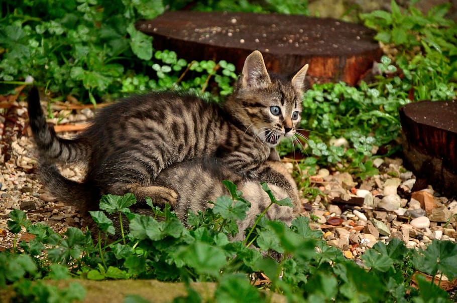 Кот зеленый окрас. Felidae кошки. Кошка играет фото. Котик расслабляется.