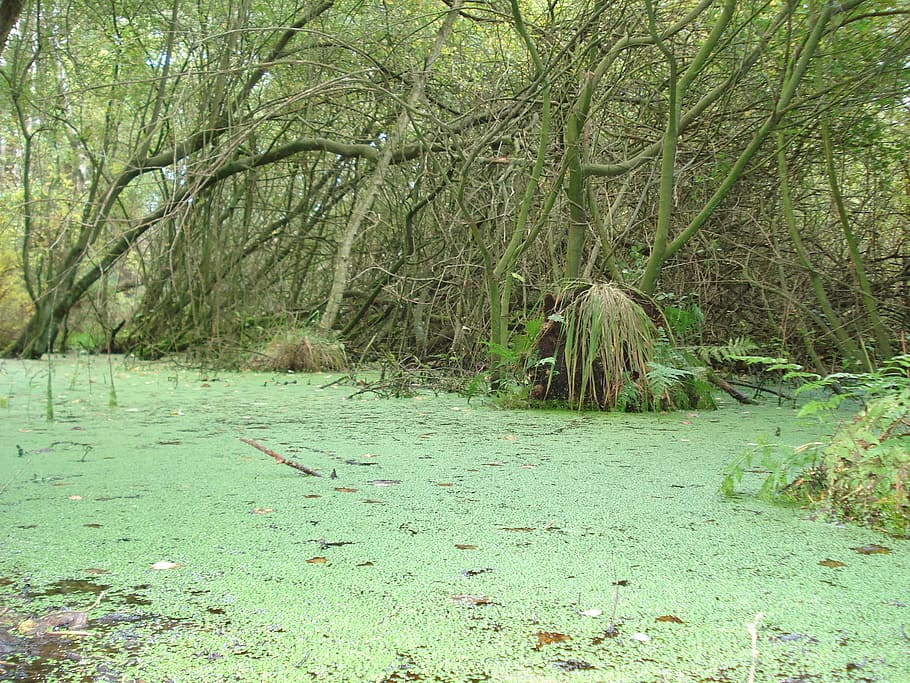 Moor, Swamp, Forest, animals in the wild, animal wildlife, nature HD wallpaper