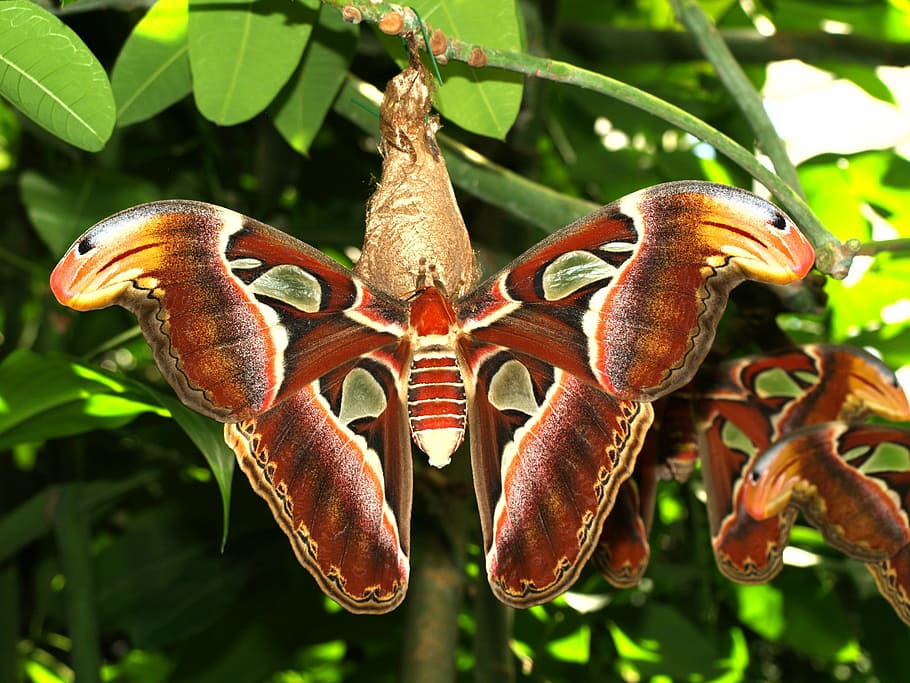 cecropia moths perched on green leaf, drexel, butterfly, animal HD wallpaper