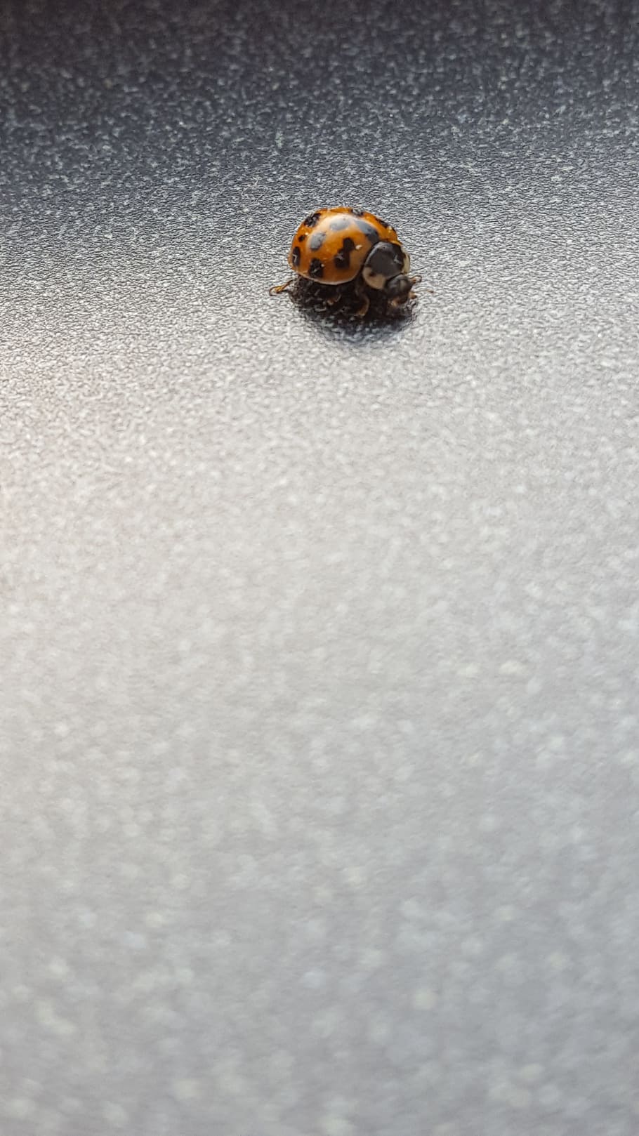ladybug, insect, ladybird, indoor, small, surface, invertebrate HD wallpaper