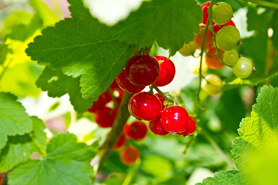 currant, berry, red, sweet, sour, delicious, fruit, ripe, food HD wallpaper