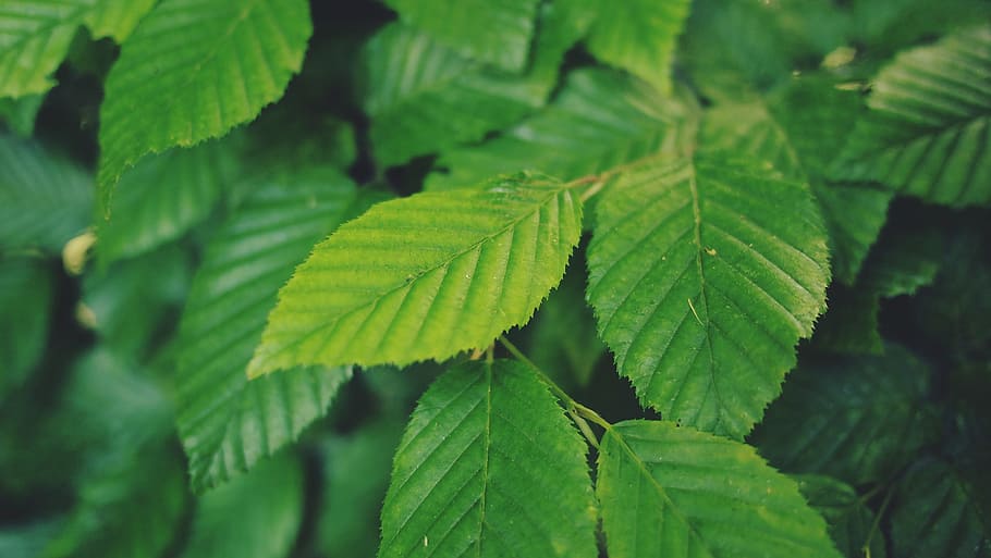 green, leaves, tree, bush, park, branch, nature, leaf, environment HD wallpaper