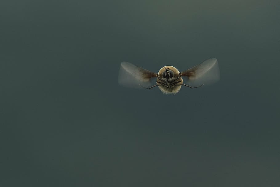 beige and brown wing insect flying, nature, macro, natural HD wallpaper