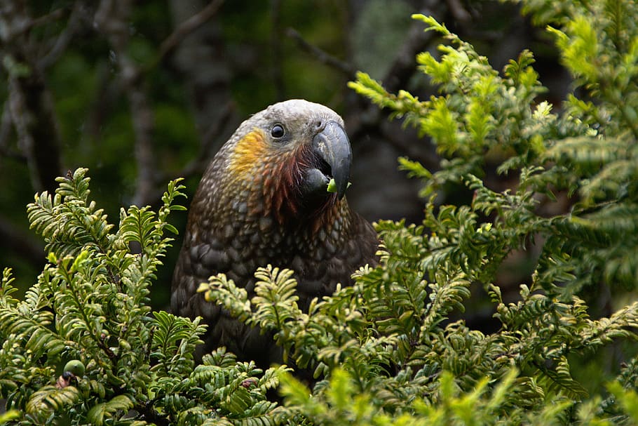 selective focus photography of bird, selective focus photography of kea bird perched on branch HD wallpaper