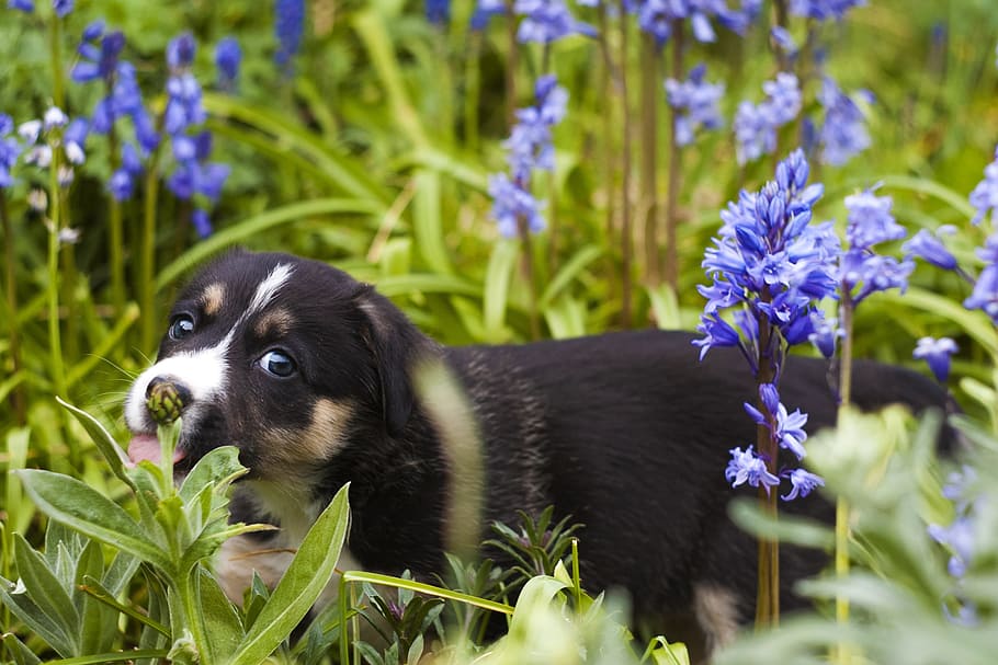 black puppy walking in grass field, dog, cute, canine, pet, garden, HD wallpaper