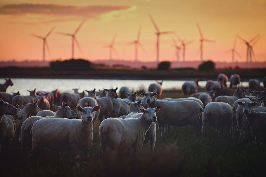 gray animals with windmill background, selective focus of Herd of Sheep near river HD wallpaper