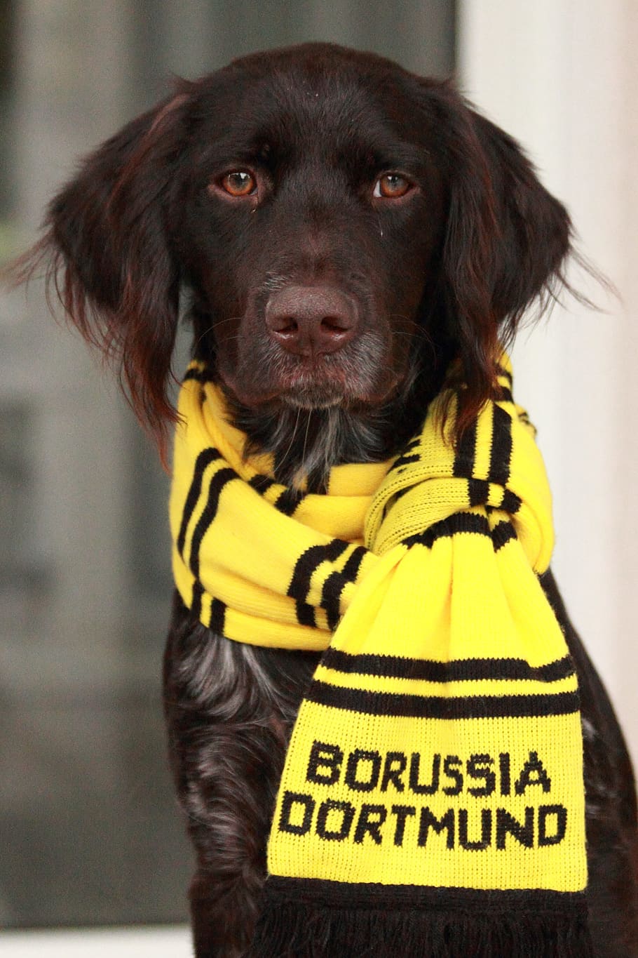 short-coated black dog wearing yellow and black striped scarf