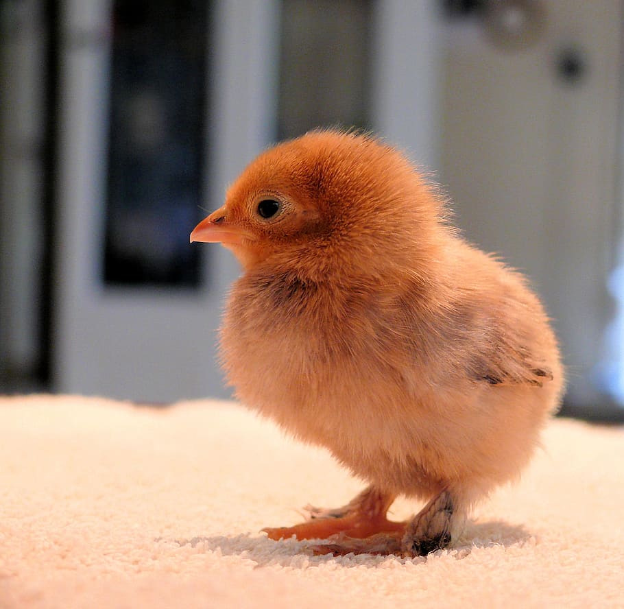 chick, spring, animal themes, bird, vertebrate, one animal HD wallpaper