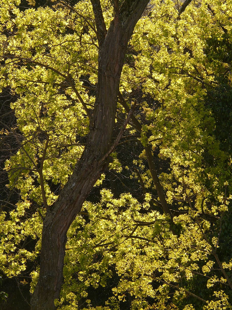 maple blossom, bloom, maple tree, leaves, backlighting, spring HD wallpaper