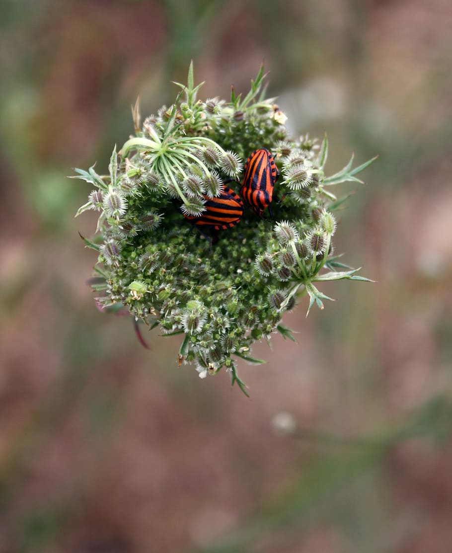 Minstrel, Bug, Beetle, Striped, minstrel bug, striped-bug, insect HD wallpaper