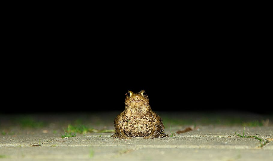 toad, nature, frog, animal, amphibians, animal world, reptile HD wallpaper