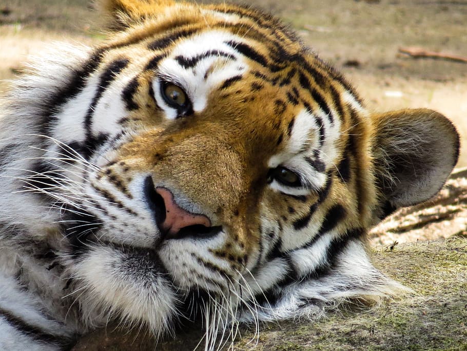 close-up photography of brown and white tiger, head, cat, eyes HD wallpaper