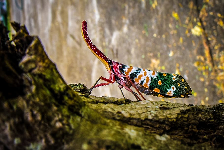 focus photo of multicolored insect, canthigaster cicada, fulgoromorpha HD wallpaper