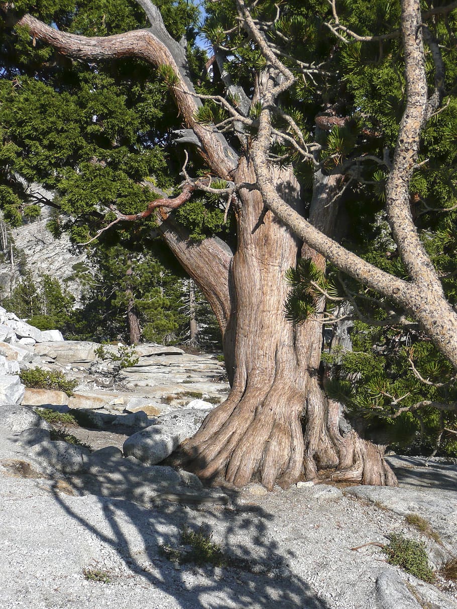 gnarled, knotty, snagged, tree, dry, nature, rock, desert, hot HD wallpaper