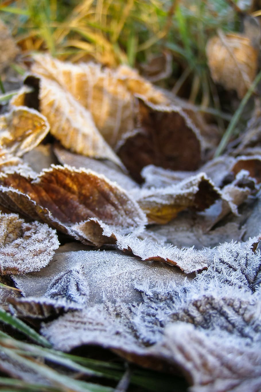 foliage, ground frost, hard rime, dry leaves, bronze, autumn