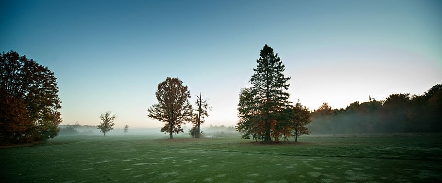 trees at the field during day, green trees near grass field under blue sky HD wallpaper