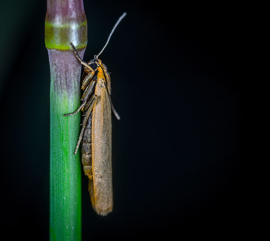 insect, nature, krupnyj plan, moth, macro, lepidoptera, animal wildlife HD wallpaper