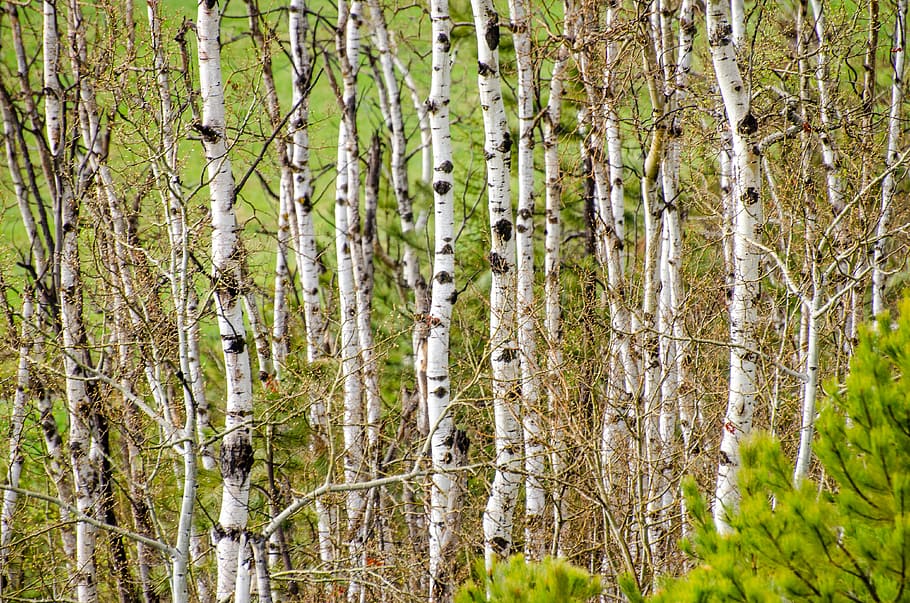 Aspen, Tree, Grove, Background, aspen trees, tree grove, texture HD wallpaper