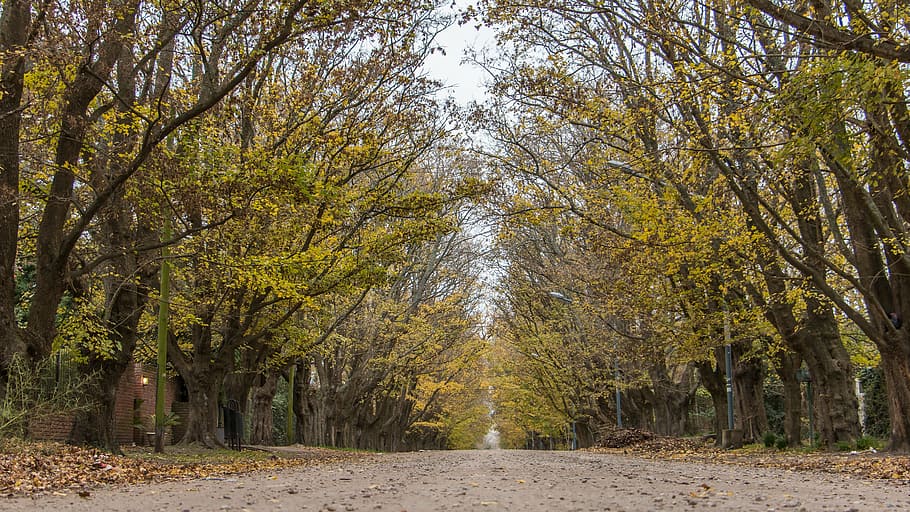 trees, plants, autumn, nature, leaf, forest, yellow, season HD wallpaper