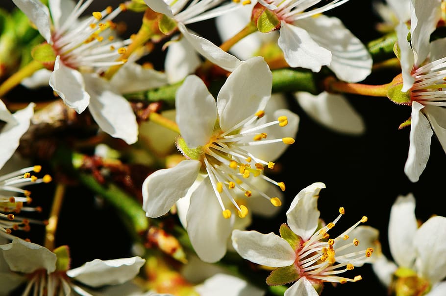 spring, blossom, bloom, nature, plant, tree, garden, white HD wallpaper
