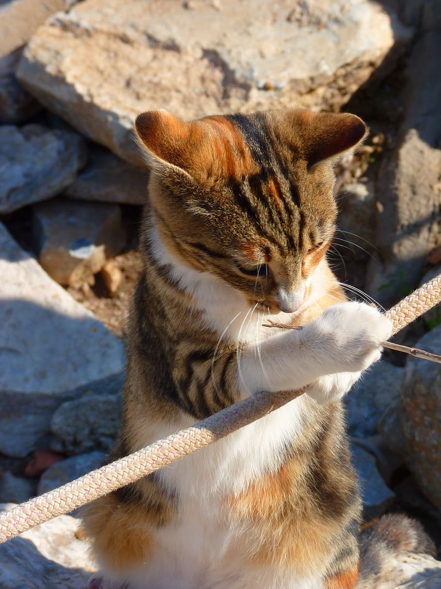 brown and white tabby cat on rope, Cat, Play, Creature, Animal HD wallpaper
