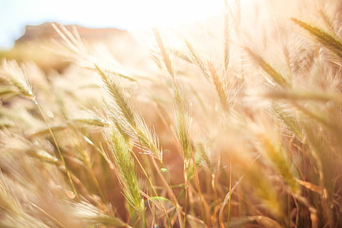 Wheat Field in Sun Close Up, corn, grain, nature, sunny, summer HD wallpaper