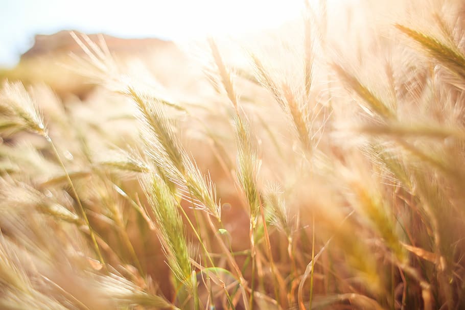 Wheat Field in Sun Close Up, corn, grain, nature, sunny, summer HD wallpaper