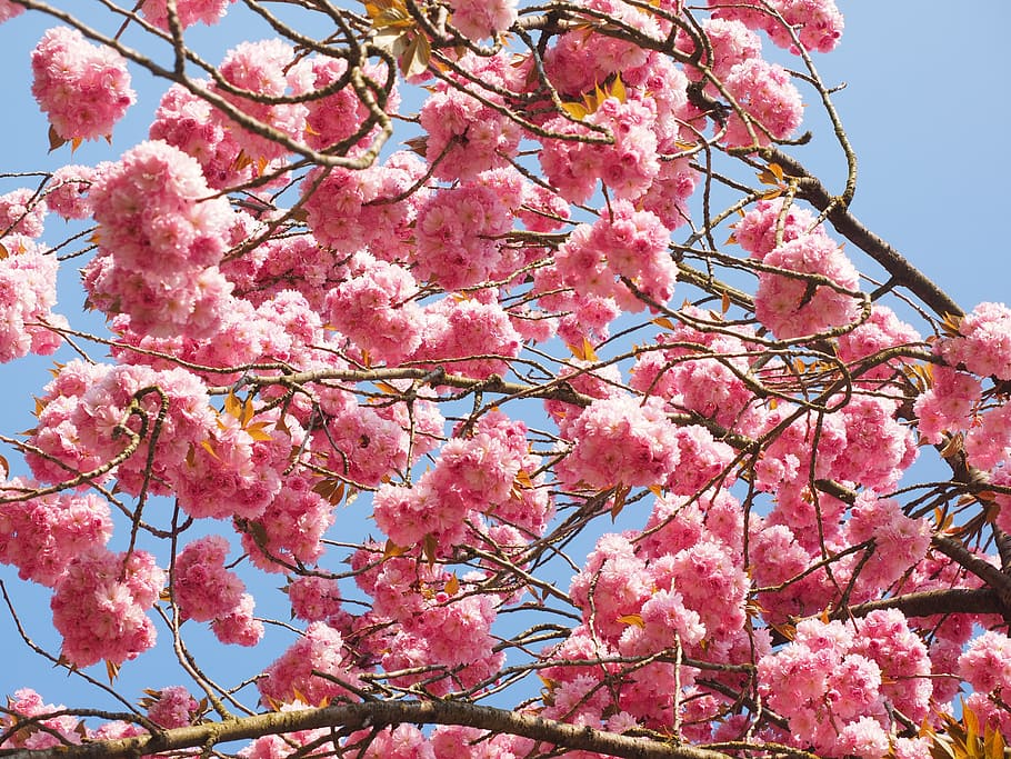 Cherry Blossom, Japanese Cherry, Smell, bloom, japanese flowering cherry