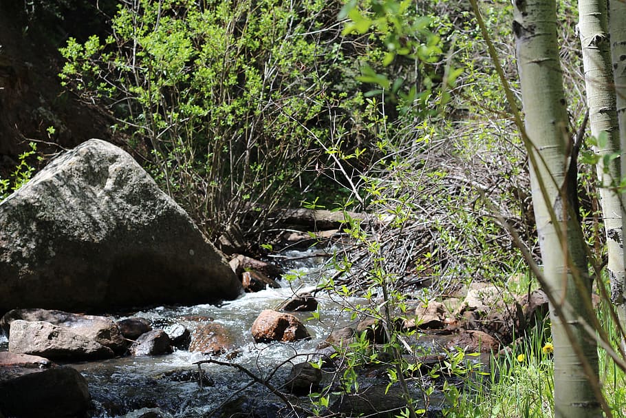 Stream, Water, Rocks, Flowing, Forest, boulders, animal themes HD wallpaper
