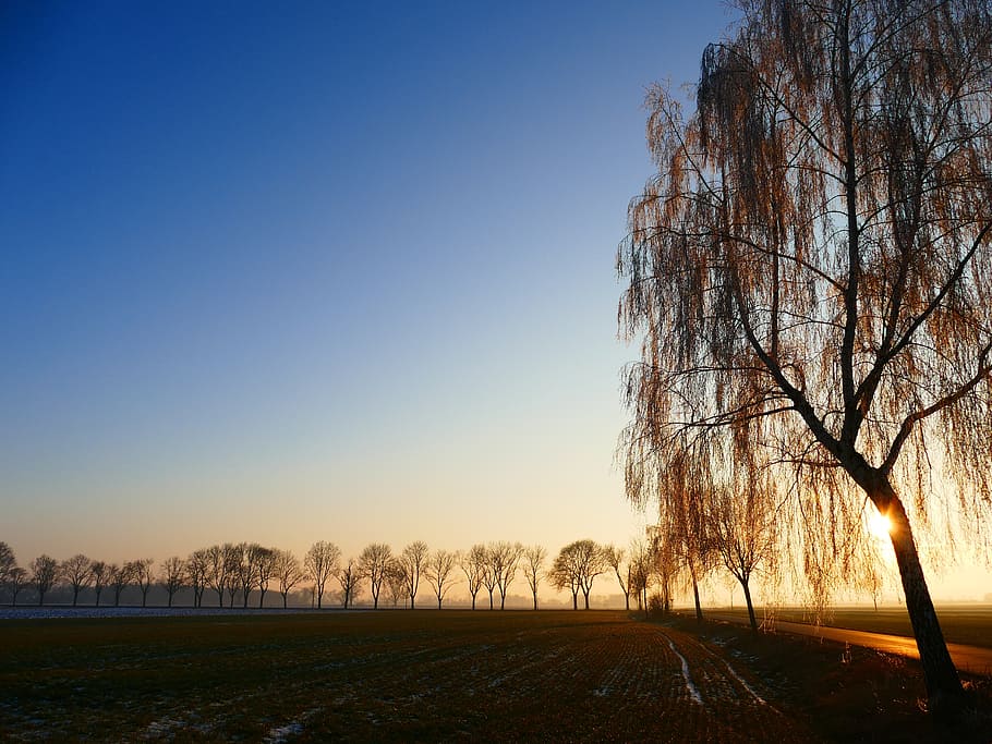 wintry, sunset, trees, back light, winter, snow, cold, snowy HD wallpaper