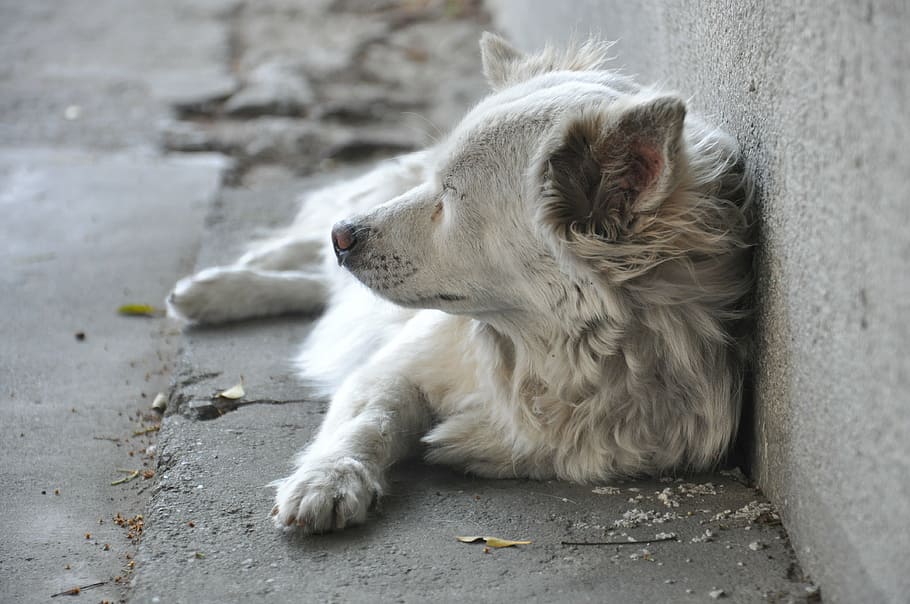 dog, gray, melancholy, one animal, mammal, animal themes, pets HD wallpaper