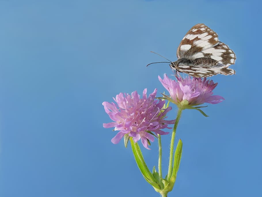 checkered butterfly, edelfalter, flower, flowering plant, insect HD wallpaper