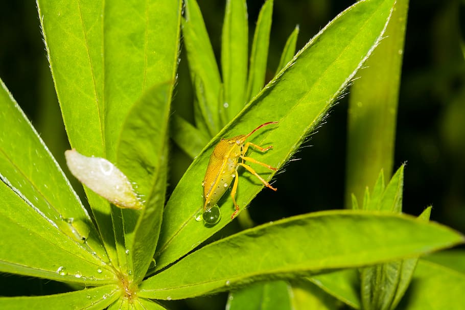 beetle, insects, macro, drop, plant, nature, plant part, leaf HD wallpaper