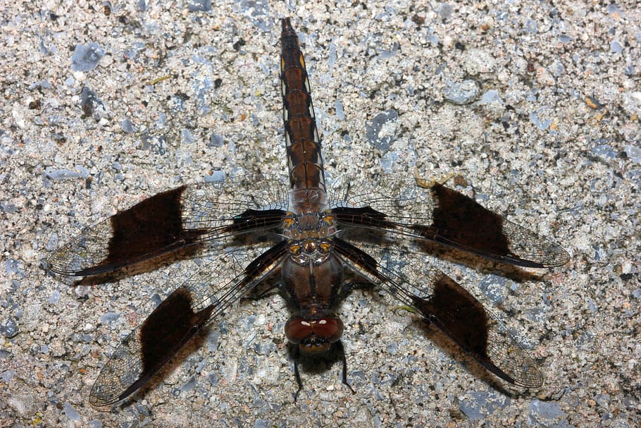 insect, dragonfly, camouflage, macro, animal, bug, cement, wings HD wallpaper